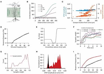 Synergies between synaptic and HCN channel plasticity dictates firing rate homeostasis and mutual information transfer in hippocampal model neuron